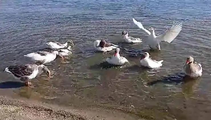 Kazlar Denizde Yüzmekten Şikayet Edildi, Kümese Kapandı!
