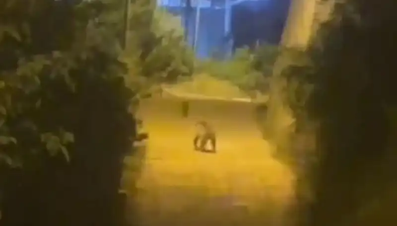 Gümüşhane'de Şehir Merkezine Ayı İndi! O Anlar Kamerada