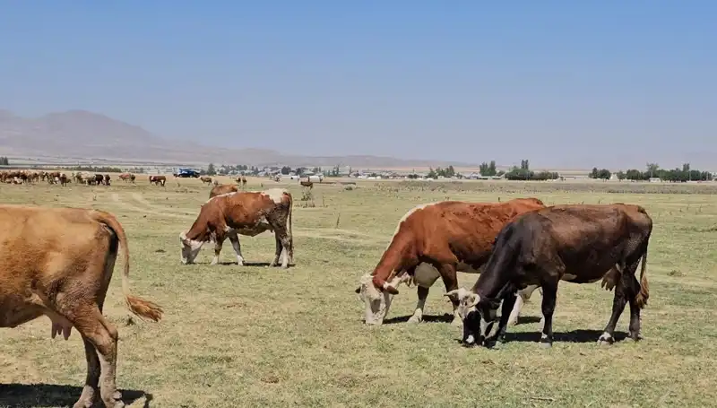 Arin Gölü’nün Kuruması: Yerel Toplulukta Su Krizi Alarm Veriyor