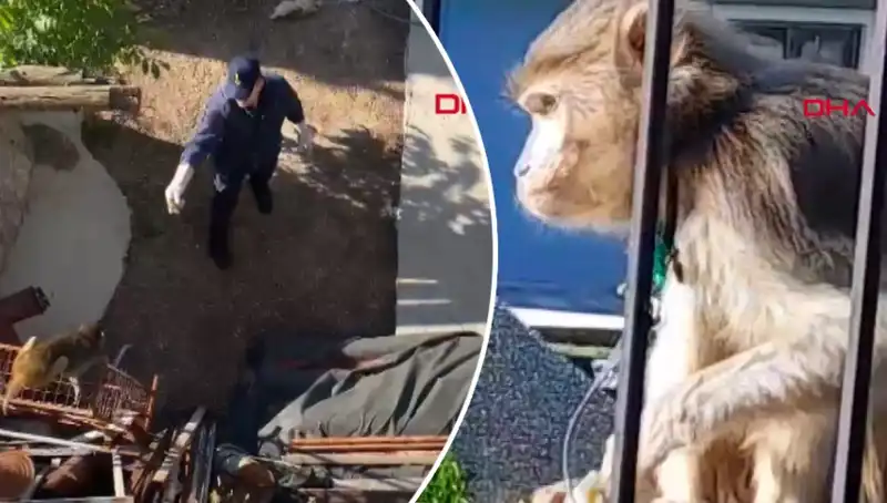 Muğla'da İlginç Bir Olay: Maymunun Peşinde Koşan Mahalleli!