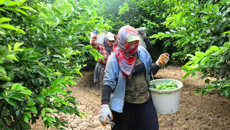 Marketlerdeki Fahiş Fiyatlar Düşer mi? Yeni Hasatla Geldi!