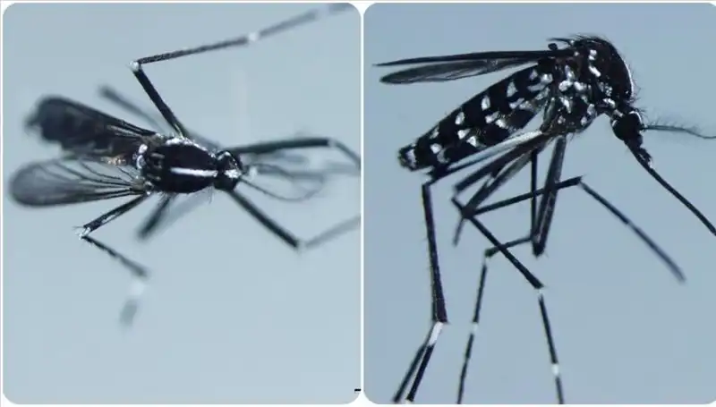 Chikungunya Virüsü: Belirtileri ve Yayılma Haritası