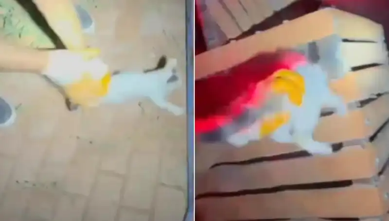 Gece Yarısı Kahramanlığı: İtfaiye Kediyi Kurtarmak İçin Seferber Oldu