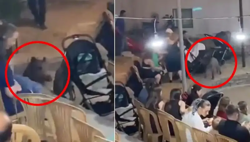 Düğün Konvoyuna Saldıran Yaban Domuzu, Şok Edici Anlar Yaşattı