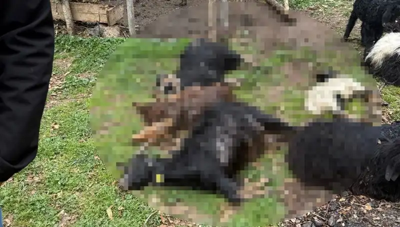 Sahipsiz Köpekler 18 Keçiyi Nasıl Telef Etti? Olayın Sebepleri ve Çözüm Önerileri