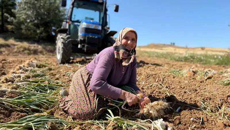 Selenyum Zengini Ürünler Tarladan Sizi Bekliyor: Fiyatları Şaşırtıyor