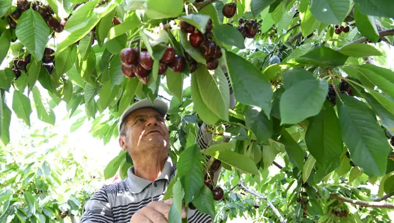 Lapseki Devrim Yaratıyor: Çay Bardağına Sığmayan Dev Sebze