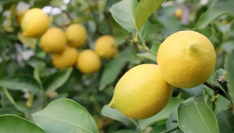 Limon Fiyatları Fırladı: Tüketiciler Ne Yapmalı?