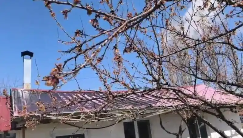 Dondurucu Soğuklar Kayısı Hasadını Tehdit Ediyor