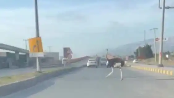 Trafikte Deve Kuşu Görülünce Şaşkınlık Yaratan O Anlar