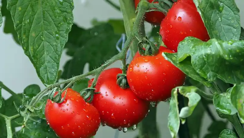 Domatesler, Milyonlarca Yıl Önceki İnsanın Genetik Mirasıyla Yeniden Canlanıyor
