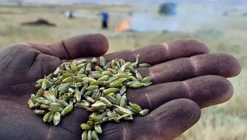 Baharın Müjdecisi Firik Sezonu Başladı: Tadıyla Dikkat Çekiyor