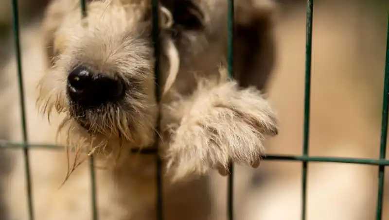 İş Stresi Artıyor: Sahiplerine Stres Yansıtan Köpeklerin Durumu