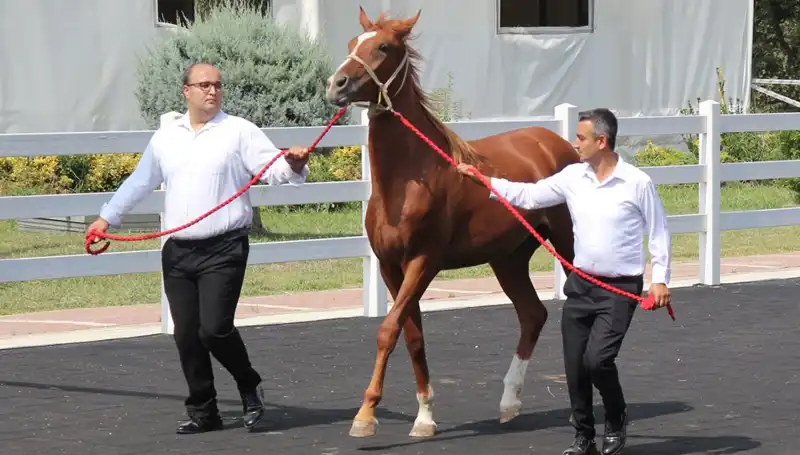 Taşkın Kral'dan Rekor Performans: Yeni Şampiyona Yolculuğu Başladı!