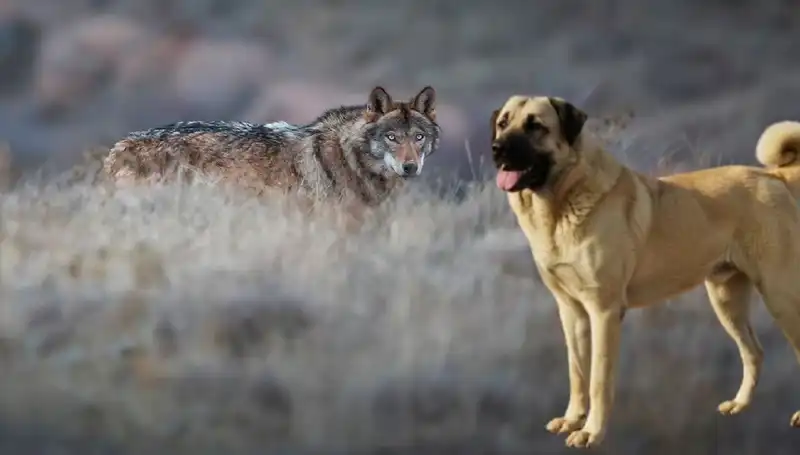 Kangal Köpeği Talebi: Kurt Popülasyonundaki Artışın İddialı Etkileri