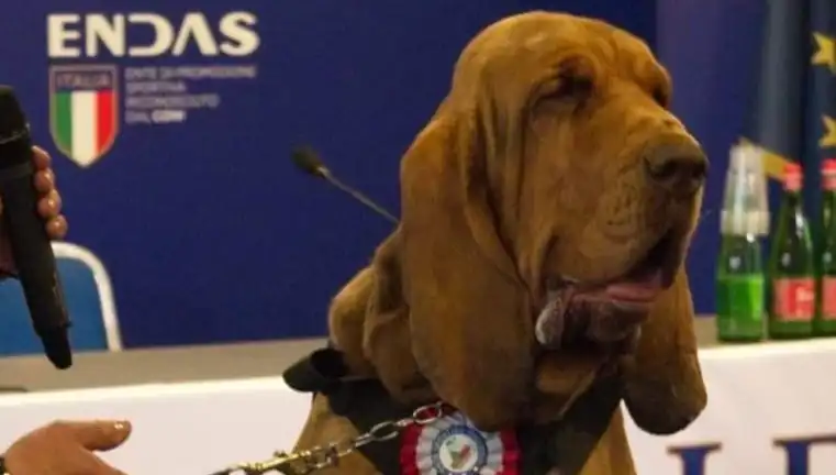Saldırıya Uğrayan Arama Köpeği: Çivili Sosisle Suikast Yapıldı