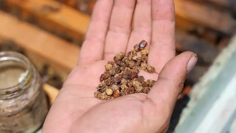 Eskiden Çöpe Giden, Şimdi 3 Bin TL’den Satılan Protein Deposuna Dikkat!