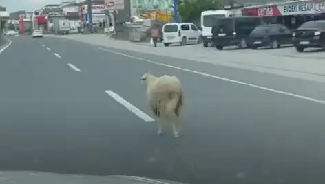 Yalova'da Kurbanlık Hayvanlar Kaçtı, Trafik Felç Oldu!