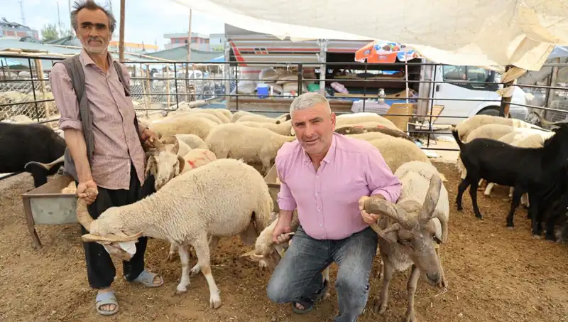 Kurban Pazarında Fırtına Gibi Esen 4 Boynuzlu Koçlar